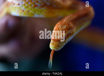 Leiferde, Allemagne. Apr 11, 2019. Un employé de la Nabu Centre de conservation des espèces est titulaire d'un maïs albinos serpent dans ses mains. Credit : Christophe Gateau/dpa/Alamy Live News Banque D'Images