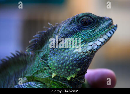 Leiferde, Allemagne. Apr 11, 2019. Un employé de la Nabu Centre de conservation des espèces est la tenue d'un dragon de l'eau dans ses mains. Credit : Christophe Gateau/dpa/Alamy Live News Banque D'Images