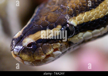 Leiferde, Allemagne. Apr 11, 2019. Un employé de la Nabu Centre de conservation des espèces est la tenue d'un python royal dans ses mains. Credit : Christophe Gateau/dpa/Alamy Live News Banque D'Images