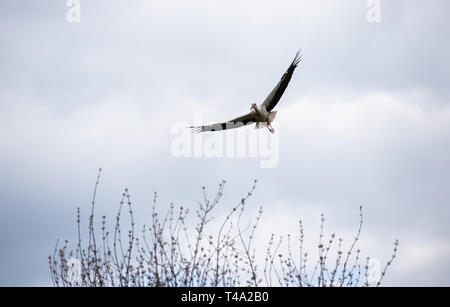 Leiferde, Allemagne. Apr 11, 2019. Une cigogne survole le centre de conservation des espèces Nabu. Credit : Christophe Gateau/dpa/Alamy Live News Banque D'Images