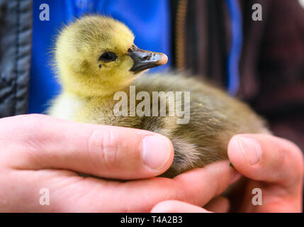 Leiferde, Allemagne. Apr 11, 2019. Un employé de la Nabu Centre de conservation des espèces est tenant une oie cendrée poussin dans ses mains. Credit : Christophe Gateau/dpa/Alamy Live News Banque D'Images