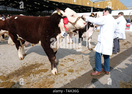 Marché de bovins Hereford, Hereford, UK - Lundi 15 Avril 2019 - Vente de printemps pour les bovins Hereford Hereford, la société race est connue dans le monde de la viande bovine de qualité animal. La vente a 119 animaux à Hereford du Royaume Uni dont 61 mâles et 58 femelles - Cette photo montre un jeune taureau né ( Mars 2017 ) qui s'était rendu à la vente aux enchères de l'Irlande du Nord. Photo Steven Mai / Alamy Live News Banque D'Images