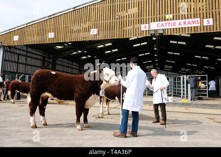 Marché de bovins Hereford, Hereford, UK - Lundi 15 Avril 2019 - Vente de printemps pour les bovins Hereford Hereford, la société race est connue dans le monde de la viande bovine de qualité animal. La vente a 119 animaux à Hereford du Royaume Uni dont 61 mâles et 58 femelles - Cette photo montre un jeune taureau né ( Janvier 2018 ) qui s'était rendu à la vente aux enchères de l'Irlande du Nord. Photo Steven Mai / Alamy Live News Banque D'Images