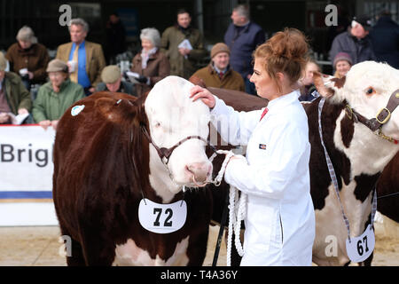 Marché de bovins Hereford, Hereford, UK - Lundi 15 Avril 2019 - Vente de printemps pour les bovins Hereford Hereford, la société race est connue dans le monde de la viande bovine de qualité animal. La vente a 119 animaux à Hereford du Royaume Uni dont 61 mâles et 58 femelles - Cette photo montre un jeune taureau né ( Mars 2018 ) qui s'était rendu à la vente aux enchères de Thame, Oxfordshire. Photo Steven Mai / Alamy Live News Banque D'Images