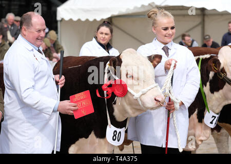 Marché de bovins Hereford, Hereford, UK - Lundi 15 Avril 2019 - Vente de printemps pour les bovins Hereford Hereford, la société race est connue dans le monde de la viande bovine de qualité animal. La vente a 119 animaux à Hereford du Royaume Uni dont 61 mâles et 58 femelles - Cette photo montre un jeune taureau né ( Mars 2018 ) jugé le meilleur taureau né après le 9-3-18 qui s'était rendu à la vente aux enchères de Northumberland. Photo Steven Mai / Alamy Live News Banque D'Images