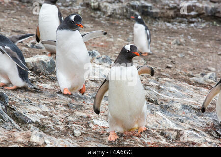 Gentoo pingouin, Pygoscelis papua jeune chassant ses parent pour l'alimentation au point d'Hannah, l'île Livingston, îles Shetland du Sud, l'Antarctique. Banque D'Images