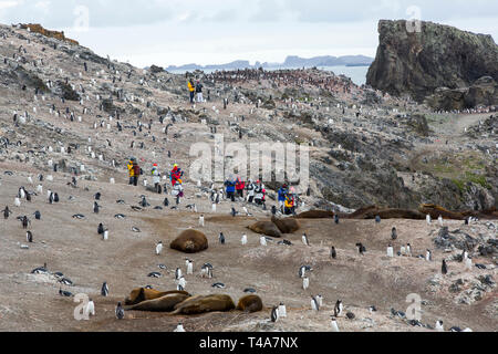 Les touristes chinois chez les manchots et éléphants de mer du Sud, au point d'Hannah, l'île Livingston, îles Shetland du Sud, l'Antarctique. Banque D'Images