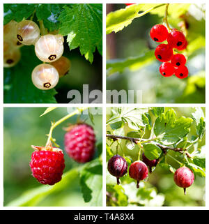 Les baies d'été mûrs collage Banque D'Images