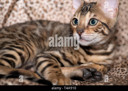 Chaton bengal pure race, couché sur un fond imprimé léopard. Banque D'Images