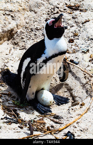 Protéger son œuf penguin piailler Banque D'Images