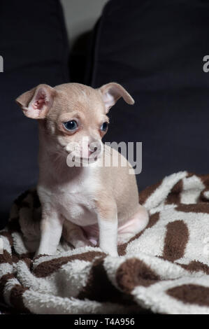 Adorable petit chiot chihuahua assis sur une couverture sur un canapé. Banque D'Images