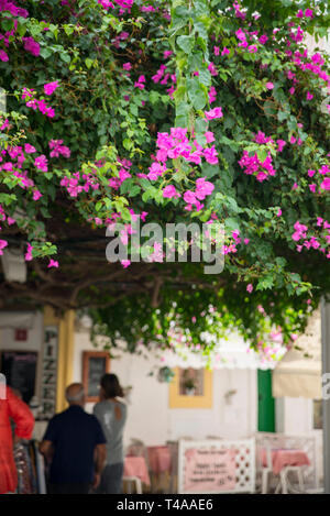 Vous trouverez des boutiques, des cafés et des fleurs, la Ville d'Ibiza, Ibiza, Espagne Banque D'Images