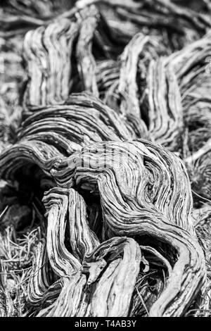 Twisted presque mort vieille tige de l'arbre sec en noir et blanc à la plage du Cap Meyers Manx Creek National Park Australie Banque D'Images