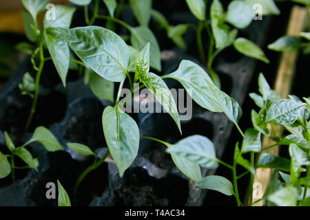 Les plants de poivrons, les jeunes feuilles des plantules de printemps, poivre. Poivre choux près de la fenêtre. Banque D'Images