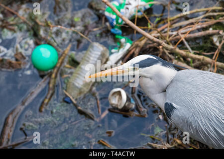 Les déchets en plastique polluant l'alimentation d'un héron cendré. Banque D'Images