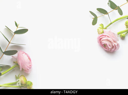 Cadre de fleurs, fleurs rose ranunculus et eucalyptus branches sur fond blanc. Mise à plat, vue du dessus. Banque D'Images