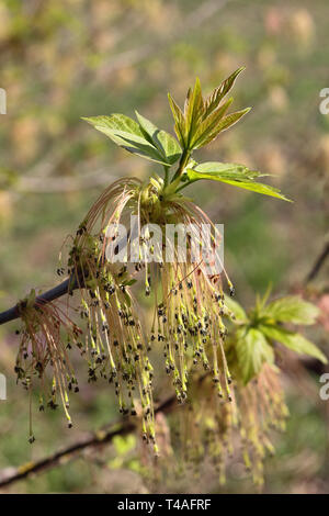 Close-up of fleur mâle de l'Ash Maple, Acer negundo au début du printemps Banque D'Images