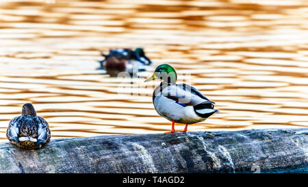 Les Canards colverts au coucher du soleil dans une lagune dans le refuge d'oiseaux de l'Reifel la réserve nationale de faune sur Westham Island près de Ladner en C.-B., Canada Banque D'Images