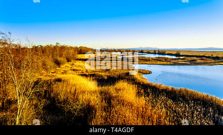 Hiver Coucher de soleil sur une lagune dans le refuge d'oiseaux Reifel dans la réserve nationale de faune sur Westham Island près de Ladner, British Columbia, Canada Banque D'Images