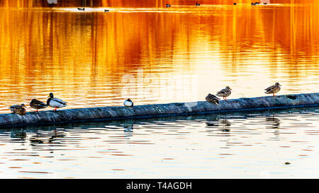 Les Canards colverts au coucher du soleil dans une lagune dans le refuge d'oiseaux de l'Reifel la réserve nationale de faune sur Westham Island près de Ladner en C.-B., Canada Banque D'Images