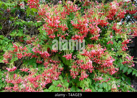 Rangoon ou rampantes Chèvrefeuille chinois (Combretum indicum) est une vigne d'ornement avec des grappes de fleurs rouge Banque D'Images