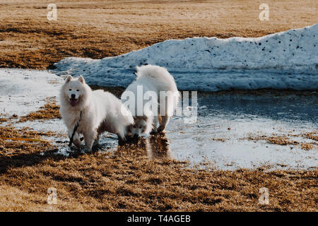 Deux chiens Samoyède jouant dans l'eau de fusion à côté d'un banc de neige en avril. Banque D'Images
