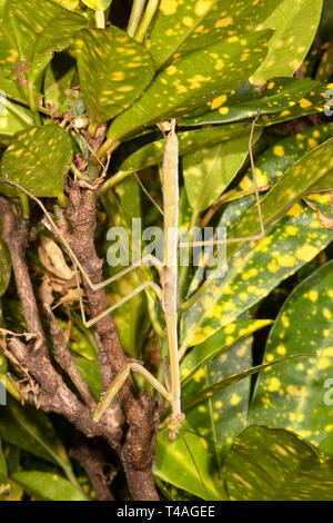 L'herbe sous-adultes (Archimantis latistyla Mantis), Cairns, Far North Queensland, Queensland, Australie, FNQ Banque D'Images