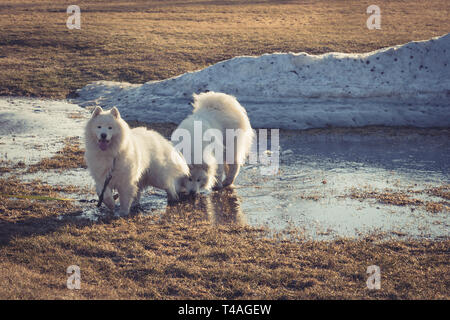 Deux chiens Samoyède jouant dans l'eau de fusion à côté d'un banc de neige en avril. Banque D'Images