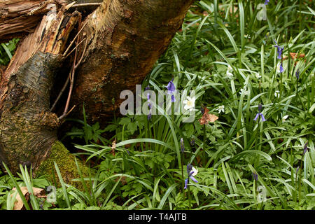 L'Anémone des bois et de souche d'arbre sur un plancher de bois de printemps en Angleterre Banque D'Images