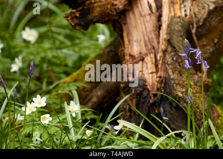 L'Anémone des bois et de souche d'arbre sur un plancher de bois de printemps en Angleterre Banque D'Images