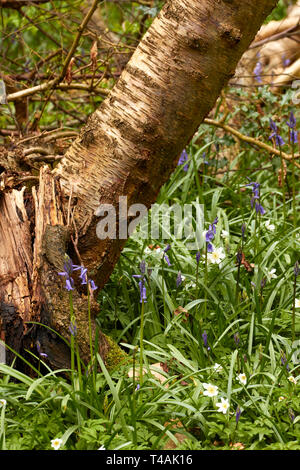 L'Anémone des bois et de souche d'arbre sur un plancher de bois de printemps en Angleterre Banque D'Images