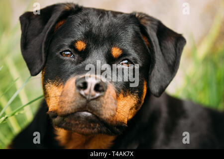 Jeune Noir drôle Metzgerhund Rottweiler Puppy Dog Portrait. Rott, Rottie Chien. Banque D'Images