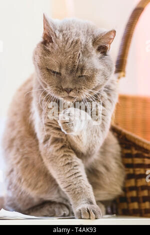 Cute cat licking lave sa patte avec drôle émotions contre la fenêtre Banque D'Images