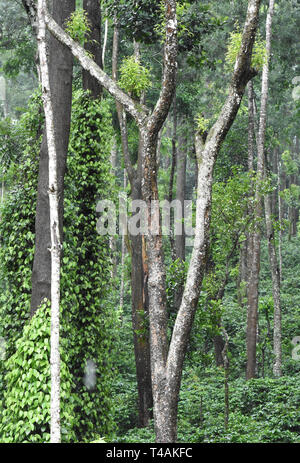 Plantes poivre noir sur les arbres sauvages Banque D'Images