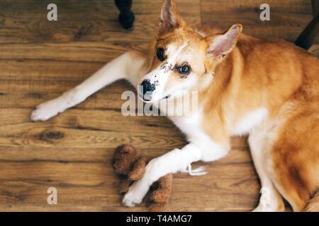 Golden Dog Cute couchant avec patte blessée après traitement à la médecine vétérinaire, serrant son ours en peluche jouet. Pauvre chien avec la jambe malade, ayant bandage sur p Banque D'Images