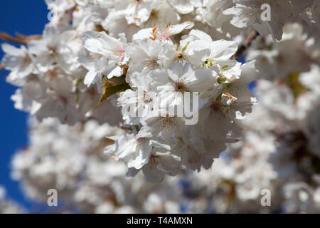 La floraison des cerisiers en fleur blanche sur West Princes Street, Helensburgh, Ecosse Banque D'Images