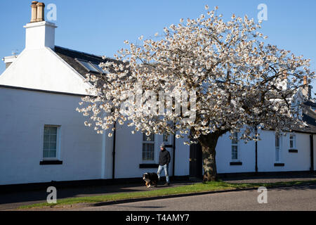 La floraison des cerisiers en fleur blanche sur West Princes Street, Helensburgh, Ecosse Banque D'Images