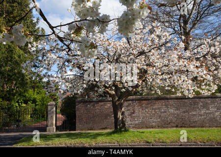 La floraison des cerisiers en fleur blanche sur West Princes Street, Helensburgh, Ecosse Banque D'Images