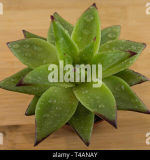 Succulent avec de petites gouttes d'eau sur le fond de bois. Banque D'Images