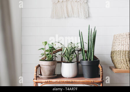 Les plantes vertes en pots élégants en bois sur fond de stand vintage sur mur rustique blanc avec broderie pendaison. Peperomia, sansevieria, plan dracaena Banque D'Images