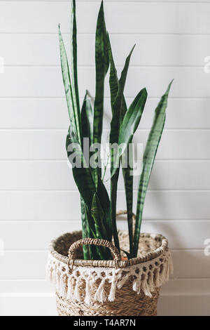 Plante verte élégante sansevieria en pot de paille sur fond de mur rustique blanc, copie de l'espace. Cette chambre moderne, décoration chambre boho. Plante en panier en osier Banque D'Images