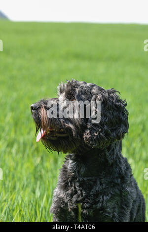 Mâle noir Cockapoo chien dans un champ vert. Banque D'Images