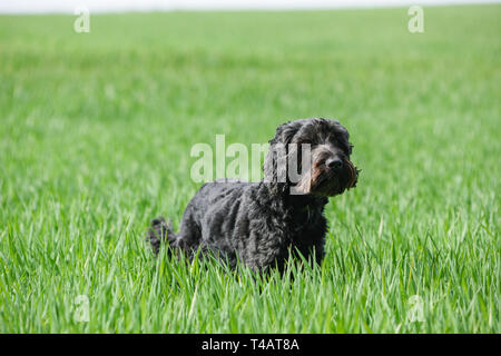 Mâle noir Cockapoo chien dans un champ vert. Banque D'Images