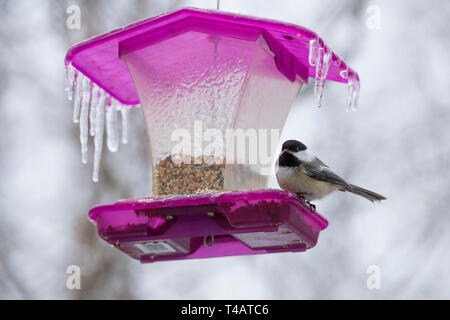 Les oiseaux à convoyeur en pluie verglaçante Banque D'Images