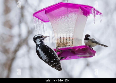 Les oiseaux à convoyeur en pluie verglaçante Banque D'Images