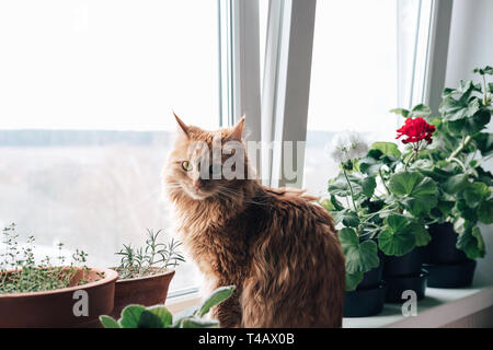 Cute cat gingembre jaune avec les yeux de l'emplacement sur l'appui de fenêtre avec des fleurs. Fluffy animal ressemble à la fenêtre Banque D'Images