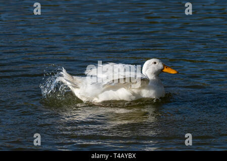 Le Canard d'Aylesbury blanc (également connu sous le nom de canard de Pékin ou Long Island) se lisser les plumes et les projections d'eau. Banque D'Images