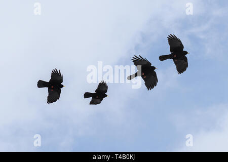 Groupe d'Alpine chough ou vol crave à bec jaune (Pyrrhocorax graculus), oiseaux de la famille des corvidés contre un ciel blanc bleu, copy space Banque D'Images