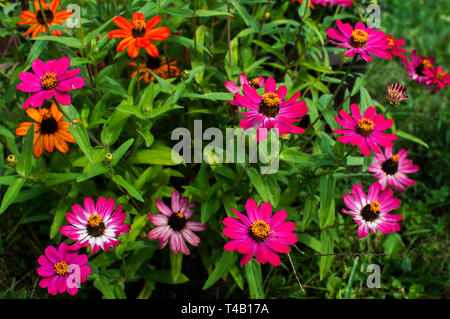 Zinnia capitules libre comme floral background Banque D'Images