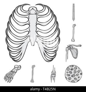 Nervure, colonne vertébrale,fémur,pied,cage,fibres,chiropractic,casse,bassin,cheville,sain,osseuses,sternum,body,chirurgie,jambe pieds plats,alignement,mixte,tendon,,sternum,la douleur,,base,mouvement,cellule,calcium,dommage,bois,tissu,biologie,médical,os,squelette humain,anatomie organes,médecine,clinique,,set,icône,,illustration,collection,isolé,design,graphisme,élément signe,gris,noir,vecteurs vecteur , Illustration de Vecteur